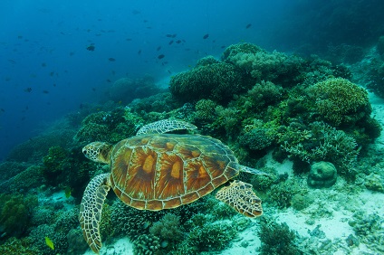 green-turtle-bay-bahamas-yacht-vacation